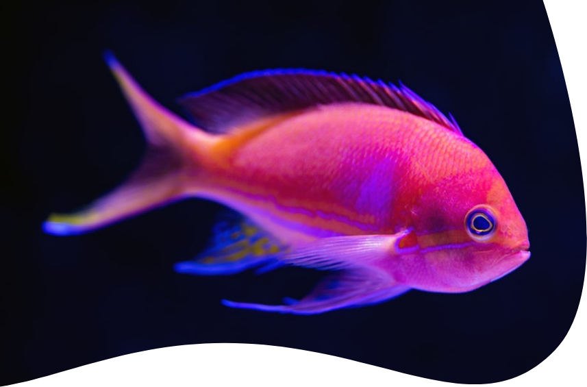 Black Light Aquarium